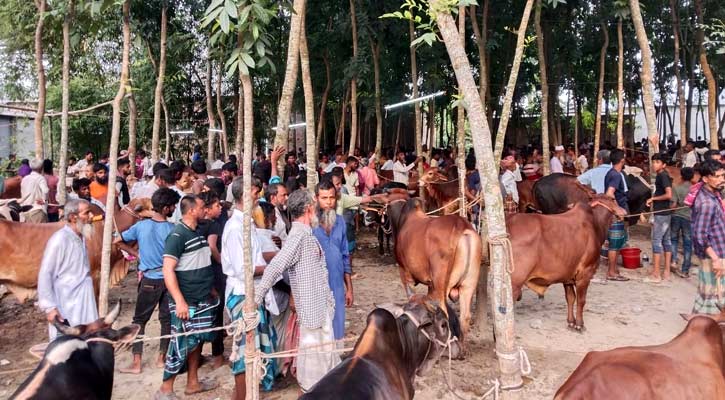 সালথায় পশুর হাটে অতিরিক্ত হাসিল, ক্ষুব্ধ ক্রেতা-বিক্রেতারা