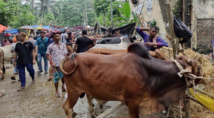 হাট ভর্তি গরু, চড়া দামে ক্রেতা সংকট