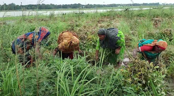 ফরিদপুরের চরাঞ্চলে রাসেলস ভাইপার আতঙ্ক, ক্ষেতে যাচ্ছেন না শ্রমিকরা