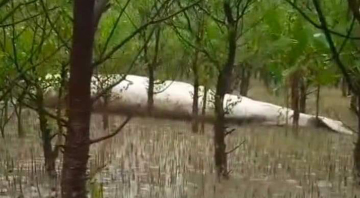 বরগুনায় জোয়ারের পানিতে ভেসে এলো মৃত ‘তিমি’