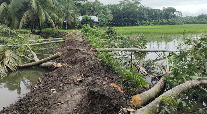 শত্রুতার জেরে শতাধিক ফলদ গাছ নিধন