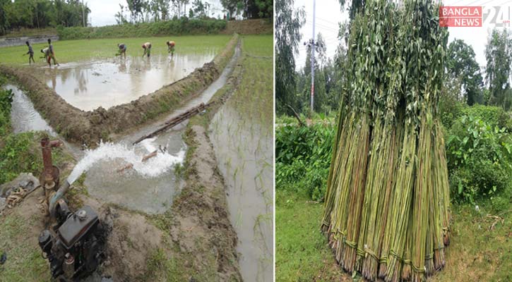 বৃষ্টির অভাবে ব্যাহত আমন চাষ, পাট নিয়ে বিপাকে কৃষক