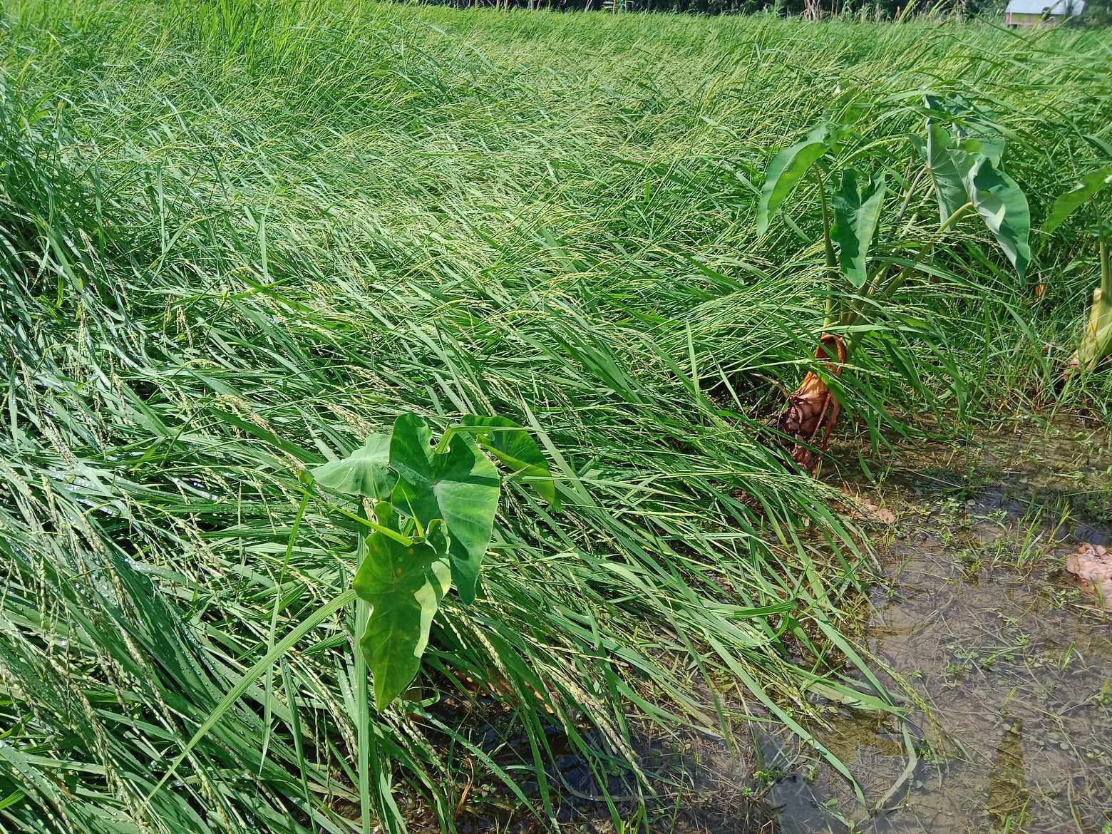 শিবচরে টানা বৃষ্টিতে ক্ষতির মুখে জমির ফসল