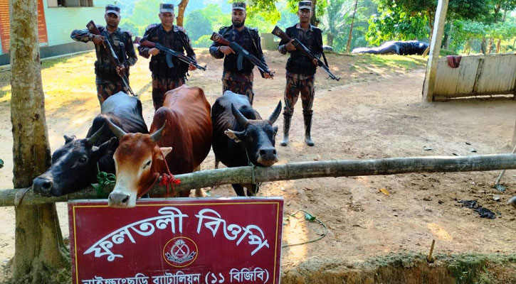 নাইক্ষ্যংছড়ি সীমান্ত থেকে বার্মিজ গরু-মহিষ আটক 