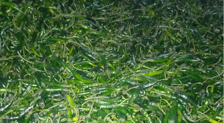 ফরিদপুরে কাঁচা মরিচের দাম এক সপ্তাহেই দ্বিগুণ, কেজি ৫০০ টাকা 
