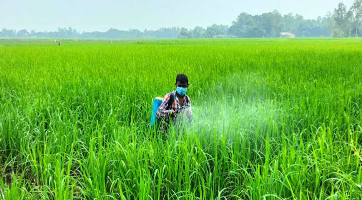 বগুড়ায় আমনে বাম্পার ফলনের আশায় কৃষক