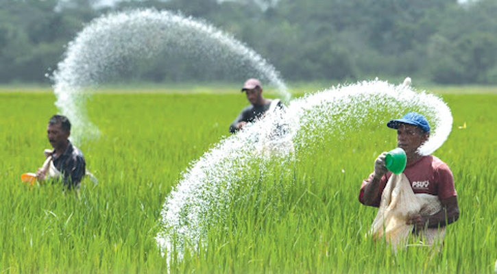 কৃত্রিম সংকটে সারের ঘাটতির আশঙ্কা