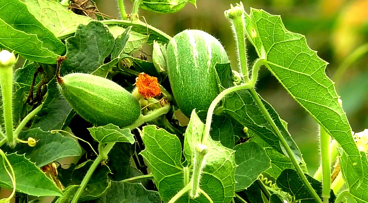 কৃষকের হাত বদলেই পটলের দাম বাড়ে ২০ টাকা