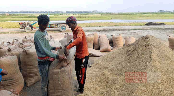 হবিগঞ্জ থেকে ১০ হাজার টন ধান কিনবে সরকার