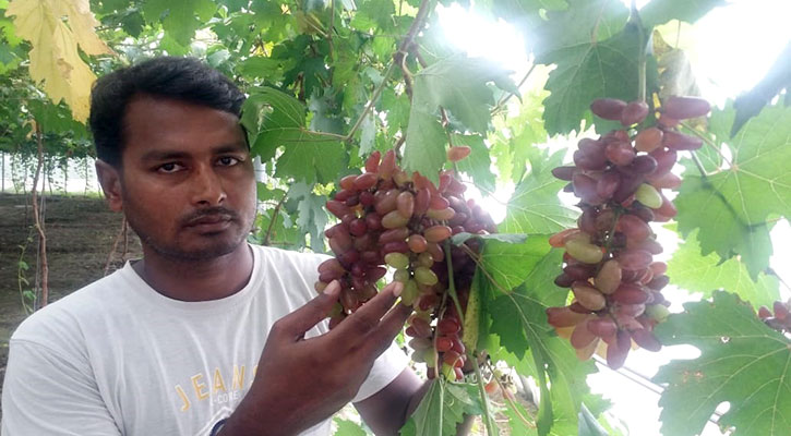 সাত ধরনের আঙুর চাষ করে তাক লাগিয়ে দিলেন নাটোরের আমজাদ