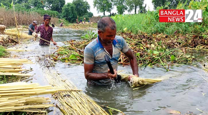 সোনালি আঁশে সুদিন ফেরানোর চেষ্টা