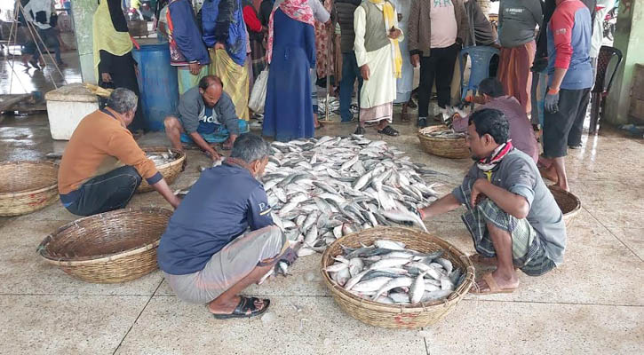 এক ট্রলারেই ১৯৫ মণ ইলিশ‌‌ ধরা, ৪০ লাখে বিক্রি