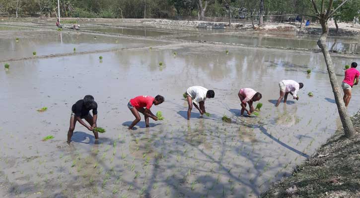 তিস্তা কমান্ড এলাকায় সেচ সরবরাহ শুরু, বোরো চাষে ধুম