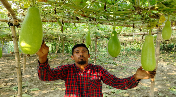 লাউ চাষে সাফল্যের হাসি