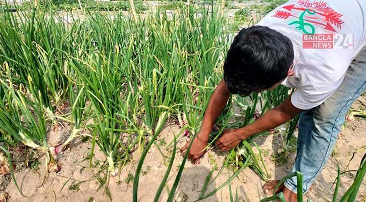 খালি জায়গায় পেঁয়াজের বীজ ছিটিয়ে এসেছে সাফল্য