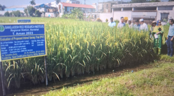 নতুন উদ্ভাবিত ব্রি ধান-১০৯ চাষে ভাগ্য বদলাবে কৃষকের