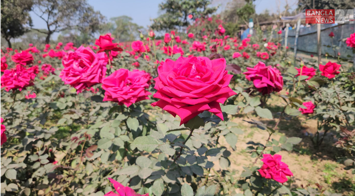 ভালোবাসার পূর্ণতায় সাভারের গোলাপ গ্রাম 