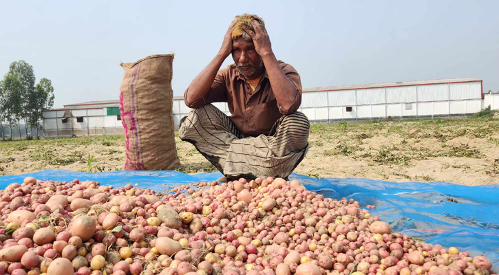 কোল্ড স্টোরেজে আলু সংরক্ষণের ভাড়া কেজি প্রতি ৬.৭৫ টাকা নির্ধারণ