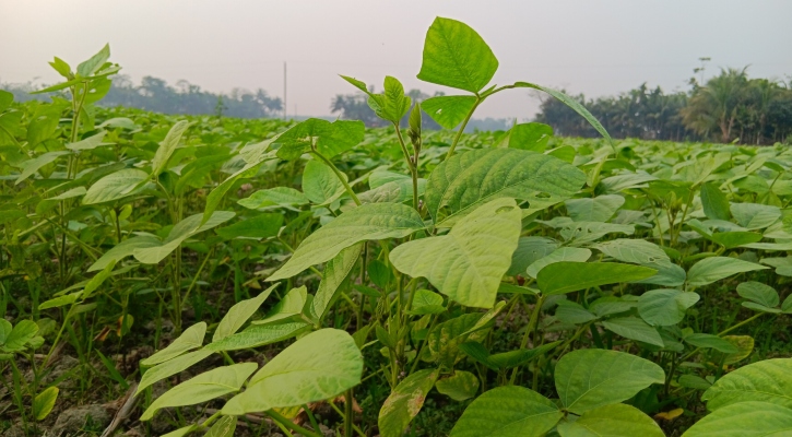 এবার লক্ষ্মীপুরে ৪০০ কোটি টাকার সয়াবিন উৎপাদনের সম্ভাবনা