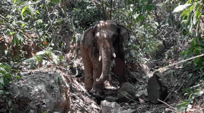 লামায় বন্যহাতির আক্রমণে নারী নিহত