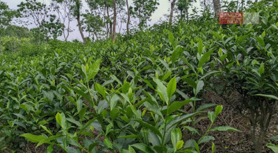 বৃষ্টি-আবহাওয়া অনুকূলে থাকায় ‘কুঁড়ি’ ছাড়ছে চা গাছ