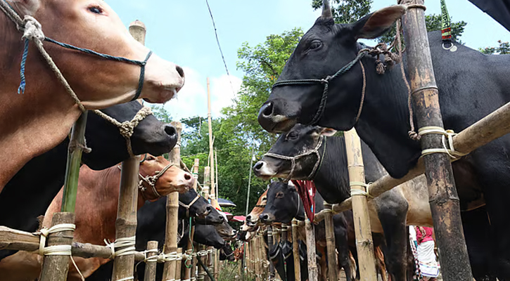 ইজারা বিজ্ঞপ্তি স্থগিত, আফতাবনগরে পশুর হাট নয়: হাইকোর্ট