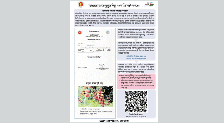 মাগুরার হাজরাপুরী লিচু পেল জিআই পণ্যের মর্যাদা