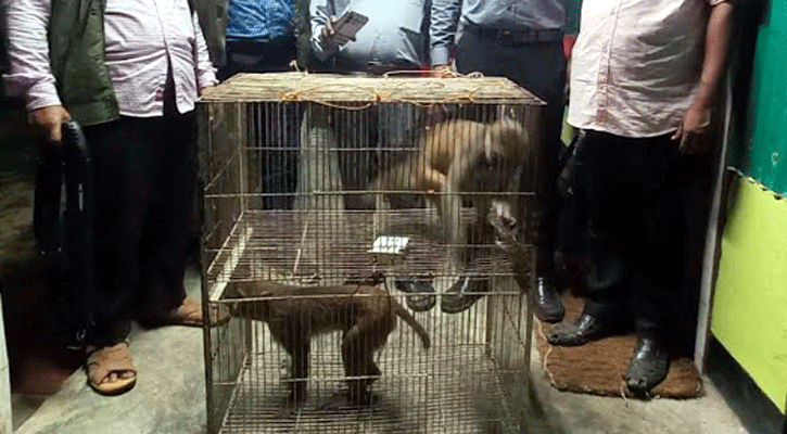 বান্দরবানে উদ্ধারকৃত ২ বানর বনে অবমুক্ত 