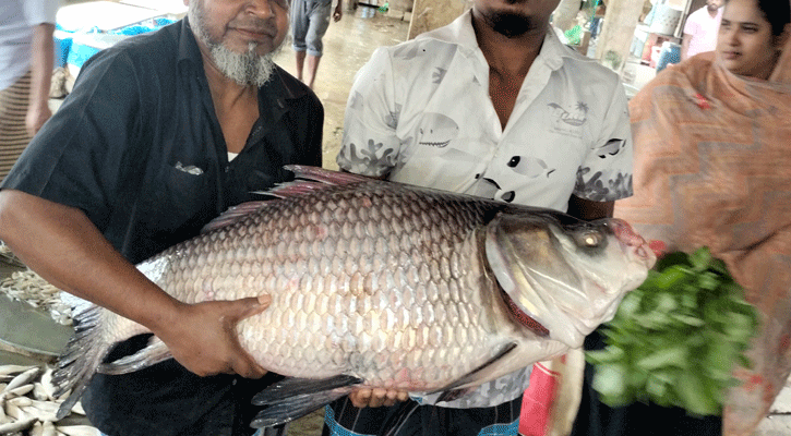 ফরিদপুরে ২০ কেজির কাতল মাছ বিক্রি হলো ২০ হাজারে
