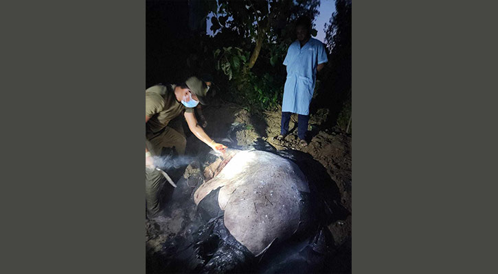 মাটিচাপা দেওয়া হাতির মরদেহ তুলল বন বিভাগ