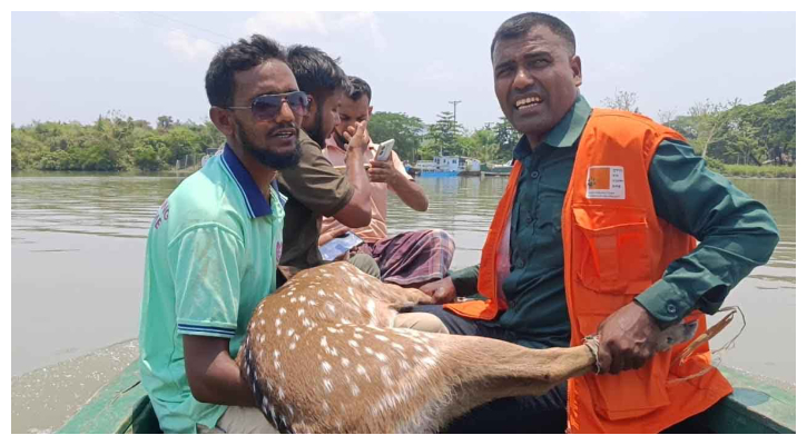 পথ ভুলে লোকালয়ে আসা হরিণ সুন্দরবনে অবমুক্ত 