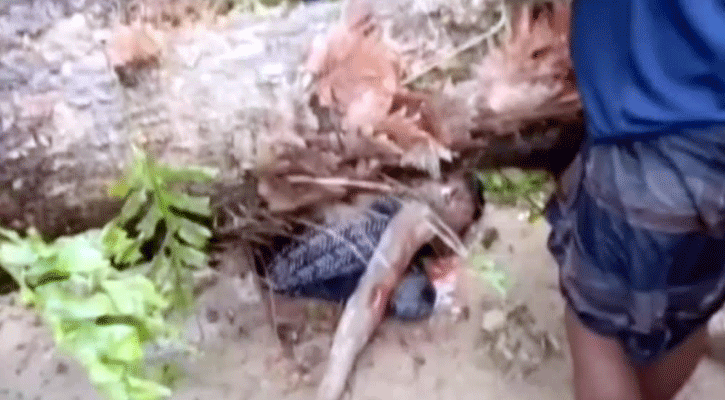 ময়মনসিংহে কালবৈশাখী ঝড়ে গাছচাপা পড়ে  নিহত ২