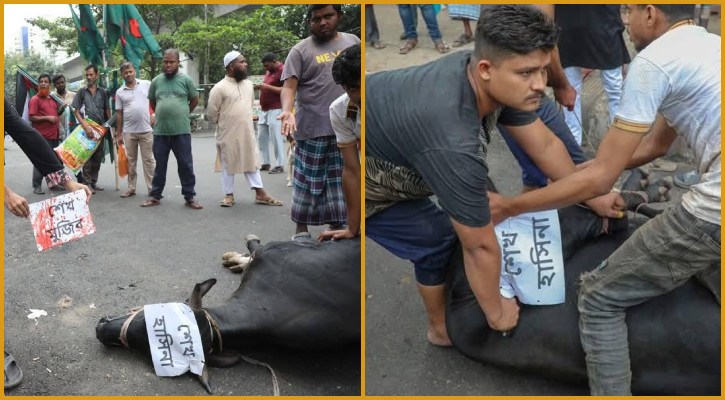 আ.লীগের কার্যক্রম নিষিদ্ধে শাহবাগে গরু জবাই দিয়ে খিচুড়িভোজ