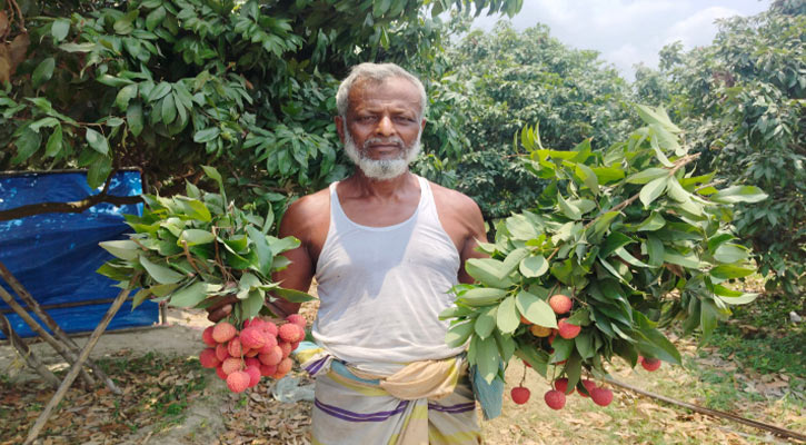১০ দিনেই ফাঁকা সোনারগাঁওয়ের লিচুবাগান