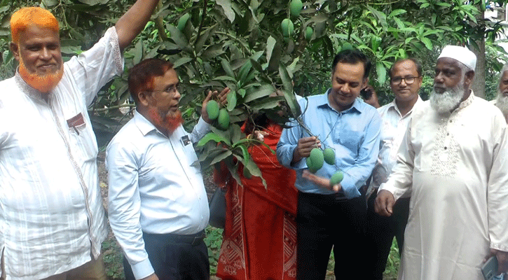 চুয়াডাঙ্গায় আম সংগ্রহ শুরু, আজ থেকে মিলবে বাজারে