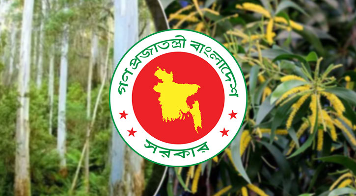 ইউক্যালিপটাস-আকাশমণির চারা রোপণ-উত্তোলন-বিক্রি নিষিদ্ধ