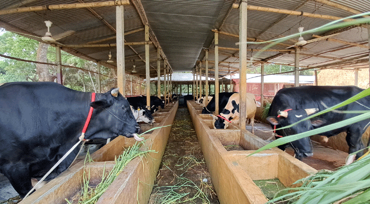 চাঁদপুরে কোরবানির জন্য প্রস্তুত ৬২ হাজার পশু