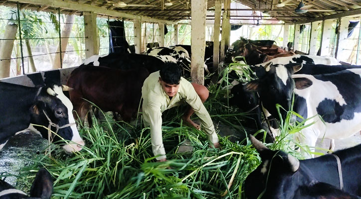প্রাকৃতিক উপায়ে গরু প্রস্তুতে ব্যস্ত ভোলার খামারিরা