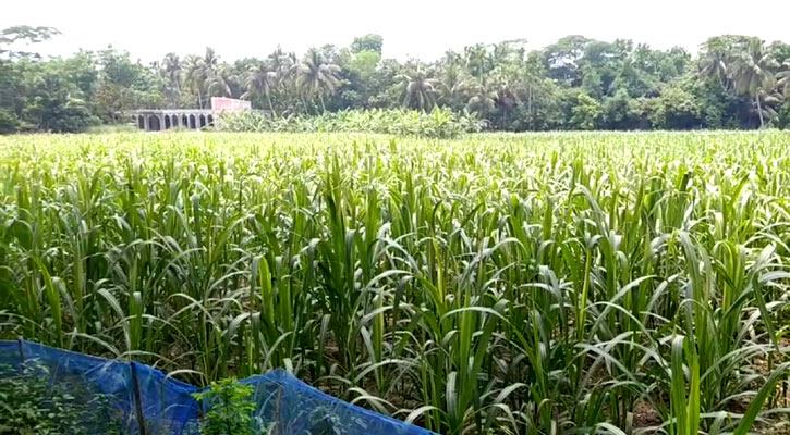 চাঁদপুরে আখ ক্ষেতে পোকার আক্রমণ, দুশ্চিন্তায় কৃষকরা