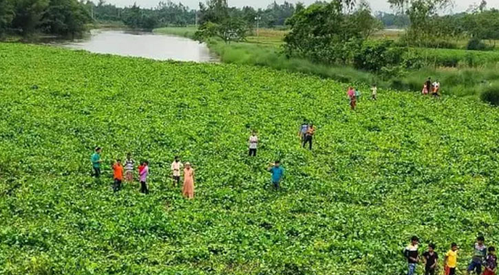 নদীতে কচুরিপানার স্তূপ জমে দুর্ঘটনার ফাঁদ