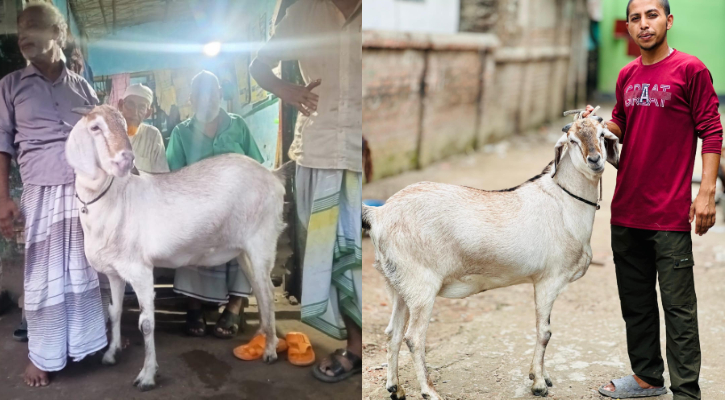 নজর কাড়ছে ৭০ কেজির ‘সুলতান’