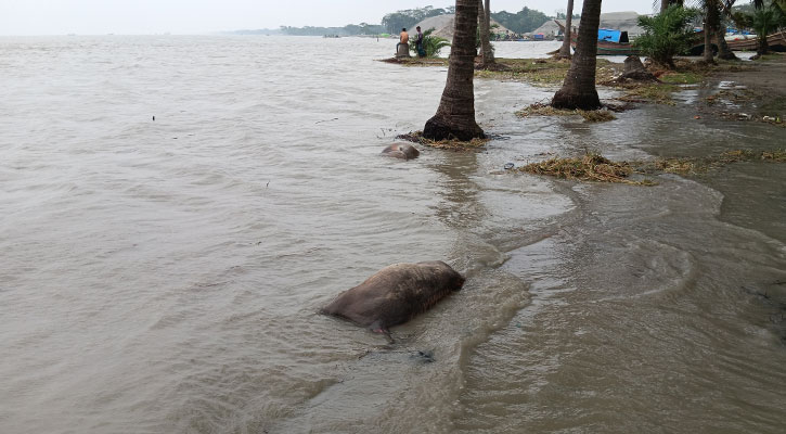 মেঘনায় ভাসছে গরু-মহিষের মৃতদেহ
