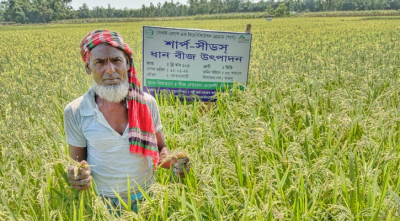 সৈয়দপুরে ‘ডায়াবেটিক ধান’ চাষে ব্যাপক সাড়া