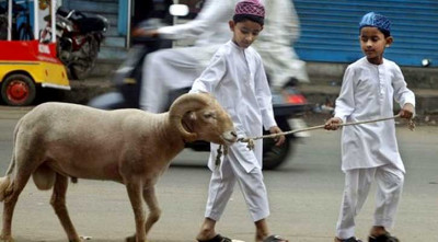 কোরবানির পশুর বয়স কত বছর হওয়া জরুরি