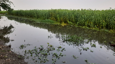 পচন ধরেছে অপরিপক্ব পাট, লোকসানের মুখে কৃষক