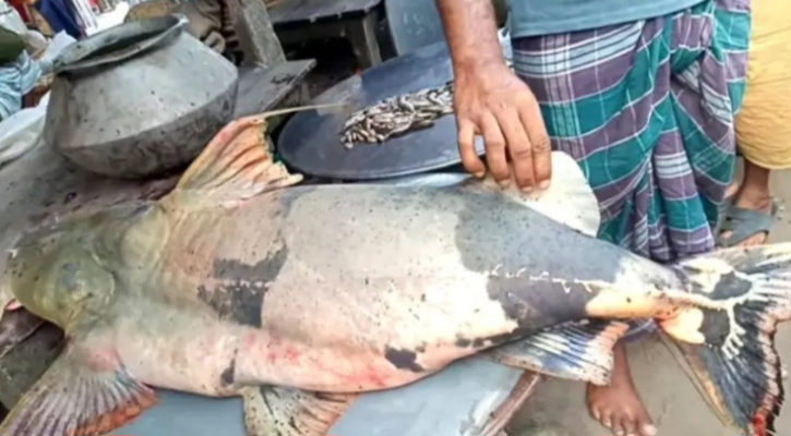 চরভদ্রাসনে বড়শিতে ধরা পড়ল ৪২ কেজির বাঘাইড়