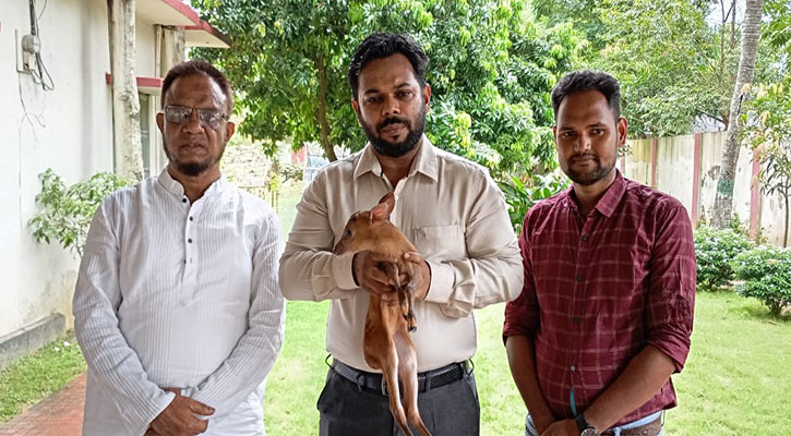 সুয়াবিলে মায়া হরিণের শাবক উদ্ধার
