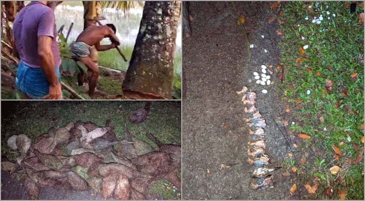 তালগাছ কেটে শতাধিক বাবুই পাখির ছানা হত্যার ঘটনায় পৃথক ২ মামলা