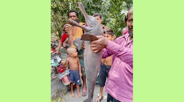 ঝিনাইদহে জালে ধরা পড়ল বিলুপ্তপ্রায় শুশুক