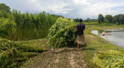 ফরিদপুরে পাট জাগ নিয়ে দুশ্চিন্তায় কৃষক